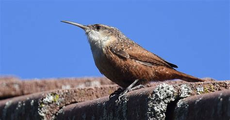small birds with long beaks.